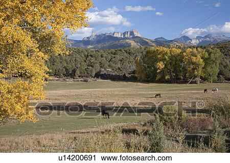 Ranch and horses with Chimney Peak in view, Ridgeway, CO View Large Photo Image Stock Image - Ranch and horses with Chimney Peak in view, Ridgeway, CO. Fotosearch