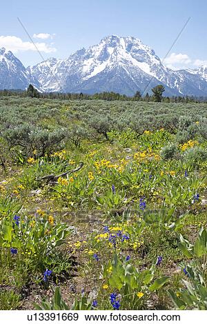 Spring flowers in Grand Tetons Wyoming View Large Photo Image Stock Photo - Spring flowers in Grand Tetons Wyoming. Fotosearch