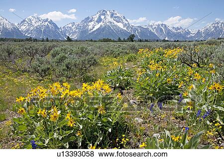 Spring flowers in Grand Tetons Wyoming View Large Photo Image Stock Photo - Spring flowers in Grand Tetons Wyoming. Fotosearch