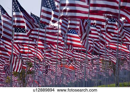 US Flags for 9/11 Memorial View Large Photo Image Picture - US Flags for 9/11 Memorial. Fotosearch
