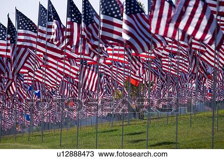 Stock Image - US Flags for 9/11 Memorial. Fotosearch