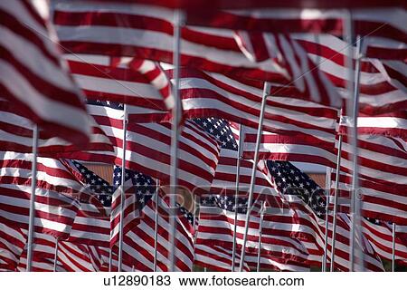 US Flags for 9/11 Memorial View Large Photo Image Stock Image - US Flags for 9/11 Memorial. Fotosearch