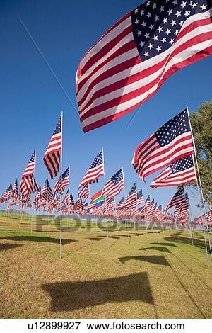 US Flags for 9/11 Memorial View Large Photo Image Stock Photo - US Flags for 9/11 Memorial. Fotosearch