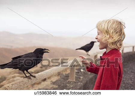 Stock Photograph - Boy feeding crow on fence. Fotosearch