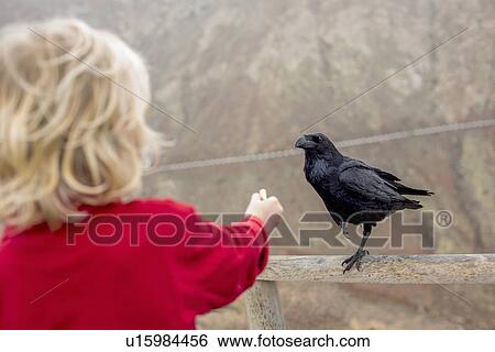 Boy feeding crow on fence View Large Photo Image Stock Photograph - Boy feeding crow on fence. Fotosearch