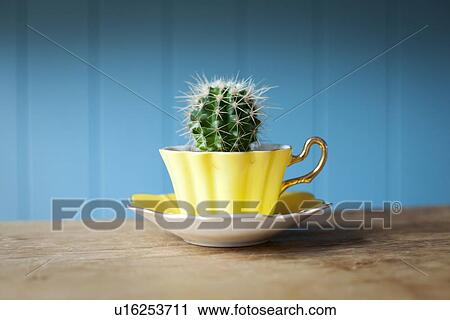 Cactus growing in teacup on desk View Large Photo Image Stock Image - Cactus growing in teacup on desk. Fotosearch
