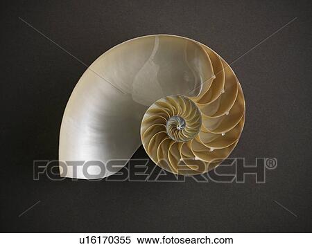 Stock Photography - Close up of nautilus shell. Fotosearch