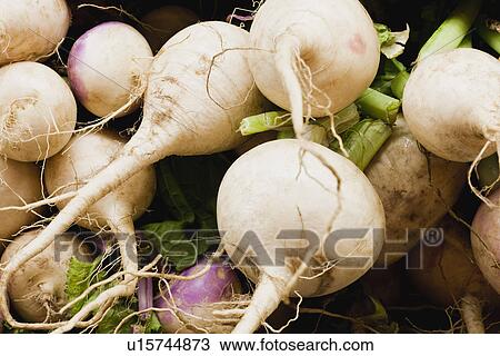Close up of pile of root vegetables View Large Photo Image Stock Image - Close up of pile of root vegetables. Fotosearch