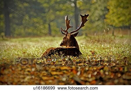 Deer relaxing in grass View Large Photo Image Stock Photo - Deer relaxing in grass. Fotosearch