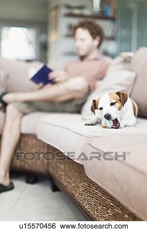 Stock Photograph - Dog chewing toy on sofa. Fotosearch