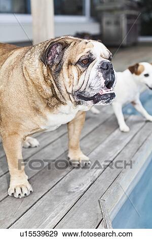 Dogs standing on wooden patio View Large Photo Image Stock Photo - Dogs standing on wooden patio. Fotosearch