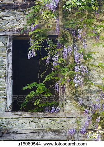 Picture - Flowers growing around old window. Fotosearch