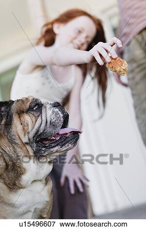 Girl giving dog biscuit View Large Photo Image Stock Photo - Girl giving dog biscuit. Fotosearch
