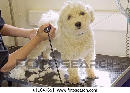 Stock Image - Groomer shaving terriers coat. Fotosearch