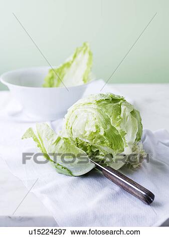 Knife slicing through head of lettuce View Large Photo Image Stock Photo - Knife slicing through head of lettuce. Fotosearch