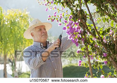 Older man gardening outdoors View Large Photo Image Stock Photo - Older man gardening outdoors. Fotosearch