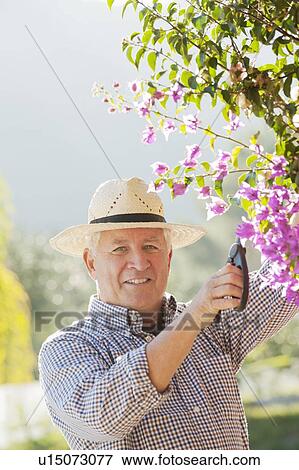 Stock Photo - Older man gardening outdoors. Fotosearch