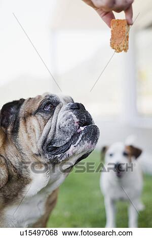 Stock Photo - Owner giving dog biscuit. Fotosearch