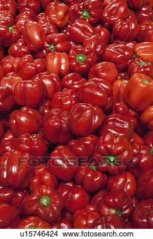Pile of red bell peppers View Large Photo Image Picture - Pile of red bell peppers. Fotosearch