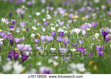 Purple flowers growing in grassy field View Large Photo Image Stock Photography - Purple flowers growing in grassy field. Fotosearch