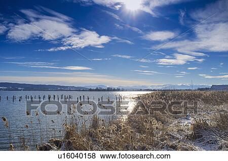 Stock Photo - Reeds growing along still river. Fotosearch