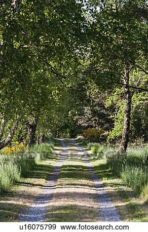 Tire tracks in rural road View Large Photo Image Stock Photo - Tire tracks in rural road. Fotosearch