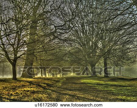 Stock Image - Trees growing along rural road. Fotosearch