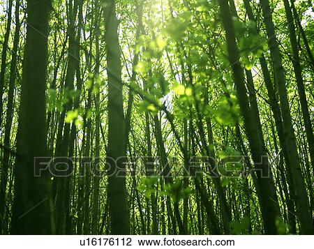 Trees growing in forest View Large Photo Image Stock Image - Trees growing in forest. Fotosearch