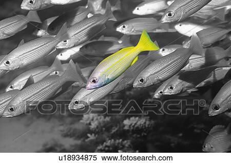 Stock Photography - Blue lined snapper fish standing out among several fishes underwater. Fotosearch