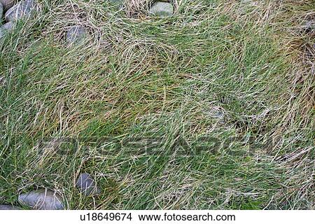 Picture - Close up of grass and stones. Fotosearch