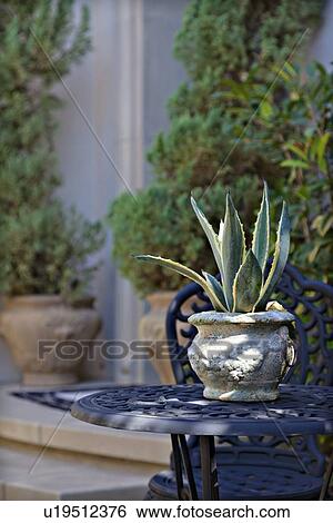 Close up of pot plant on patio table View Large Photo Image Stock Photograph - Close up of pot plant on patio table. Fotosearch