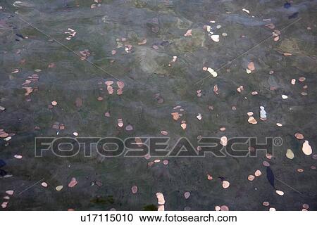 Stock Image - Coins in a fountain. Fotosearch
