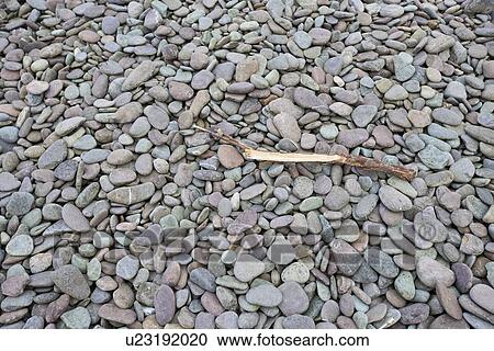 Drift wood lying on pebbly beach View Large Photo Image Stock Image - Drift wood lying on pebbly beach. Fotosearch
