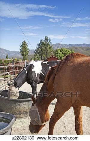 Horses feeding from buckets View Large Photo Image Stock Image - Horses feeding from buckets. Fotosearch