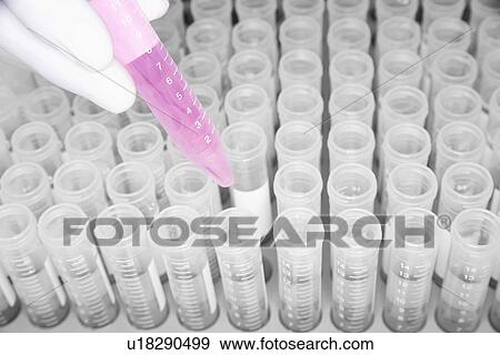 Lab worker adding pink liquid to containers in laboratory View Large Photo Image Stock Photo - Lab worker adding pink liquid to containers in laboratory. Fotosearch