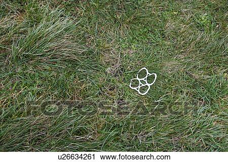 Stock Image - Plastic can rings littered on grass. Fotosearch