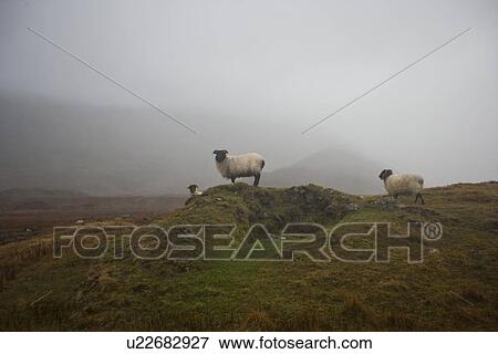 Sheep grazing on misty farm View Large Photo Image Stock Photo - Sheep grazing on misty farm. Fotosearch