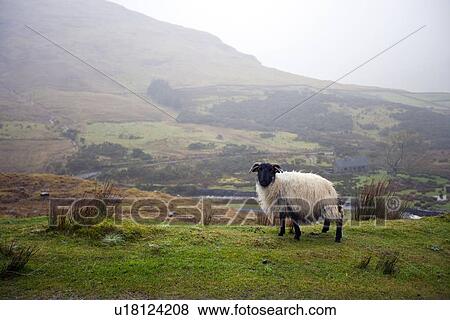 Stock Photo - Sheep grazing with valley in background. Fotosearch
