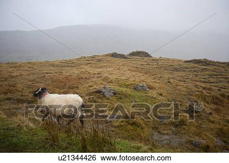 Sheep walking through foggy meadow View Large Photo Image Stock Photograph - Sheep walking through foggy meadow. Fotosearch
