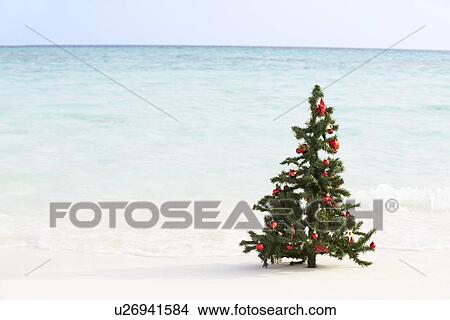 Picture - Christmas Tree On Beautiful Tropical Beach. Fotosearch