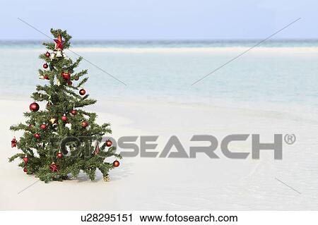 Christmas Tree On Beautiful Tropical Beach View Large Photo Image Stock Image - Christmas Tree On Beautiful Tropical Beach. Fotosearch