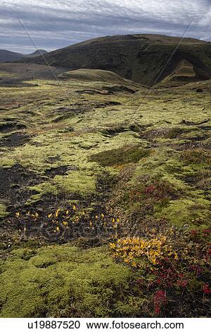Autumn colours at Hafursey, Iceland View Large Photo Image Stock Image - Autumn colours at Hafursey, Iceland. Fotosearch