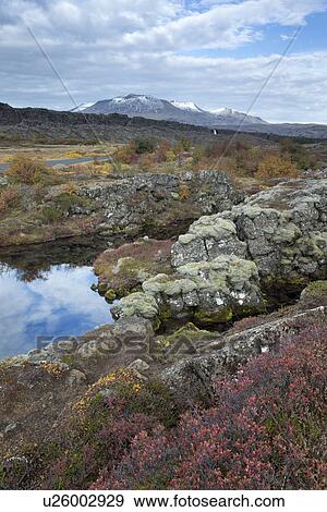 Autumn colours at Pingvellir, Iceland View Large Photo Image Stock Photo - Autumn colours at Pingvellir, Iceland. Fotosearch