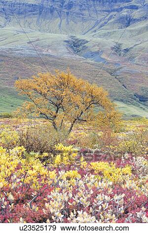 Stock Photo - Autumn colours at Skaftafell, Iceland. Fotosearch