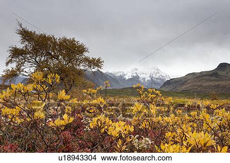 Autumn colours with Vatnajokull glacier, Skaftafell, Iceland View Large Photo Image Picture - Autumn colours with Vatnajokull glacier, Skaftafell, Iceland. Fotosearch