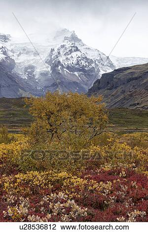 Autumn colours with Vatnajokull glacier, Skaftafell, Iceland View Large Photo Image Stock Image - Autumn colours with Vatnajokull glacier, Skaftafell, Iceland. Fotosearch