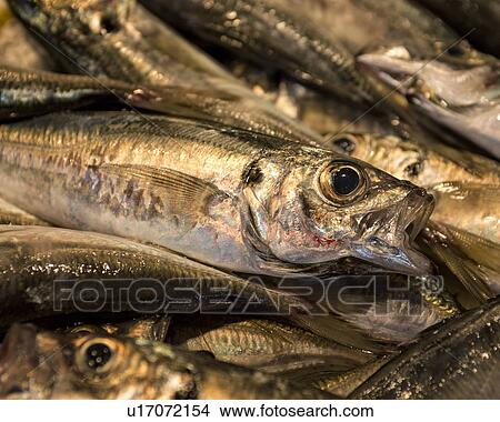 Picture - Fish detail, Catania Fish market, Sicily, Italy. Fotosearch
