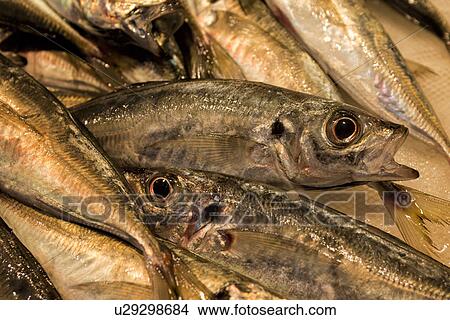 Picture - Fish detail, Catania Fish market, Sicily, Italy. Fotosearch