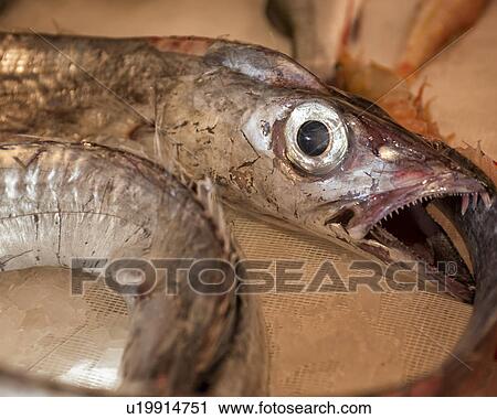Fish detail, Catania Fish market, Sicily, Italy View Large Photo Image Stock Image - Fish detail, Catania Fish market, Sicily, Italy. Fotosearch