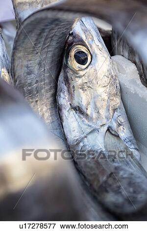 Stock Photo - Fish detail, Catania Fish market, Sicily, Italy. Fotosearch
